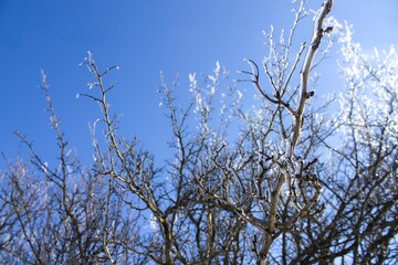 Closeup of frost covered tree branches