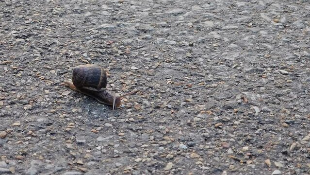 Closeup of a snail moving on soild gray ground