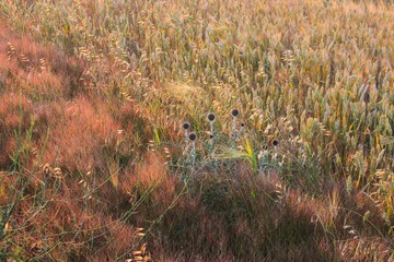 Greenery field with growing grass