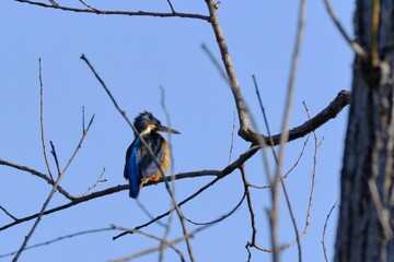 Common kingfisher standing on a tree branch against a vibrant blue sky background