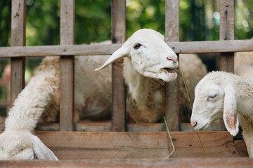 A group of sheep eating grass in a pen with a fence in the background