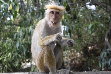 Srilankan monkey perched atop a rocky wall against lush green trees