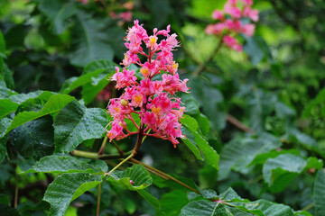 Inflorescence of red horse chestnut