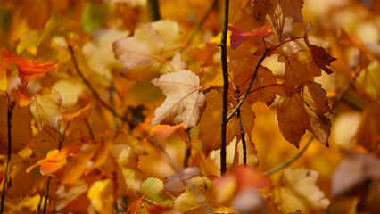 Close up of Autumn leaves on tree branches, selective focus with bokeh background make a colourful nature background. The leaves change from green to vibrant shades of orange, red and brown
