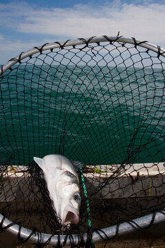 Close up of a fish in a fishing net
