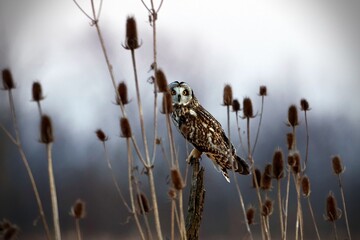 Pueo owl (Asio flammeus sandwichensis) perched on a wooden post