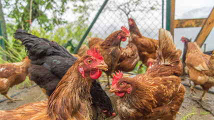 Group of chickens gathered closely in a pen
