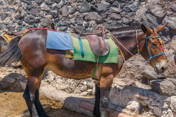 Mule with a saddle standing by a stone wall. Santorini, Cyclades, Greece