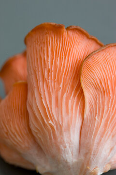Extreme close up of a pink oyster mushroom
