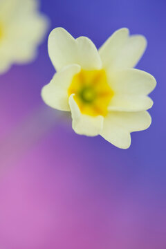 Primrose flowers, Primula vulgaris
