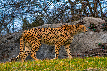 Cheetah walking in a field with a rock and dense tree branches in the background
