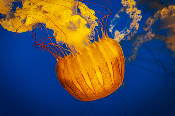 Pacific sea nettle jellyfish with golden tentacles floating in blue waters
