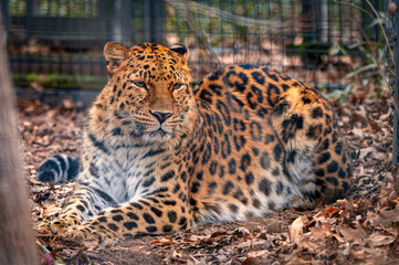 Majestic leopard resting in an enclosure surrounded by autumn leaves