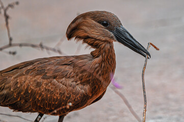 Closeup shot of a hamerkop with a twig in its beak