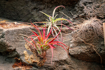 Close-up of vibrant Tillandsia brachycaulos, air plants