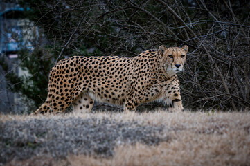 Cheetah walking in a dry field with dense tree branches in the background