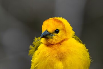 Closeup shot of an orange-fronted yellow finch