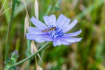 False Bee Insect Of Syrphidae Latreille Perched On A Purple Flower Photo
