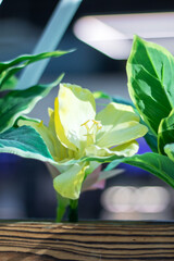 A Flower is encircled by Leaves in a Wood Flowerpot