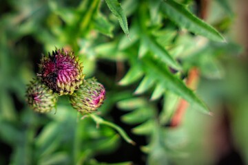 Close-up of a thistle on a green bush
