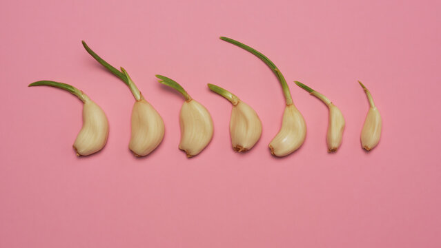 Still life phases of sprouting garlic cloves in a row on pink background
