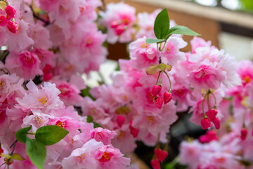 artificial cherry blossoms as decoration