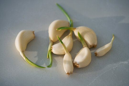 Still life close up sprouting garlic cloves on gray background
