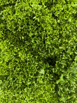 Full frame view from above vibrant green lollo rosso lettuce
