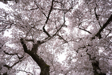 Blooming trees with white flowers