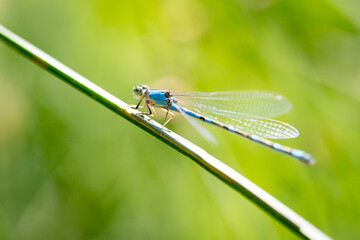 Common blue damselfly perched on a plant stem