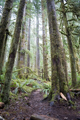 Peaceful woodland trail surrounded by tall, mossy trees
