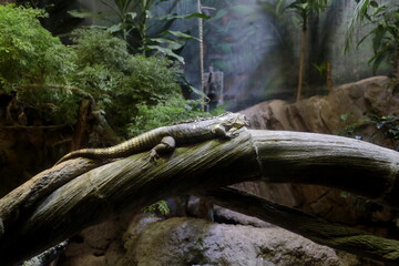 An Iguana at the Genoa Aquarium, Italy.