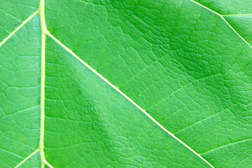 green leaf background