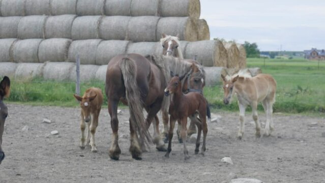 Konie na Pastwisku: Harmonia i Piękno Wiejskiego Życia