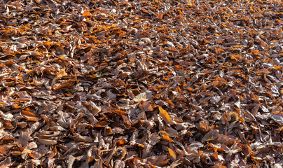 The autumn leaves in the month of November brown and orange background