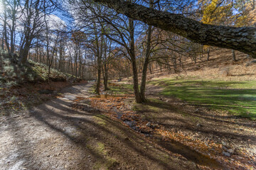 Autumn on a forest road. Scene with trees losing their leaves and settling on the ground.