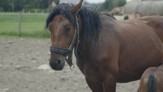 Konie na Pastwisku: Harmonia i Piękno Wiejskiego Życia