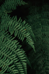 a green plant in a dark room with no lighting on