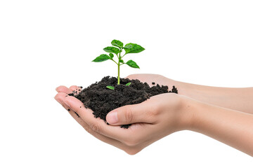 hand holding soil and growing plant isolated on transparent background