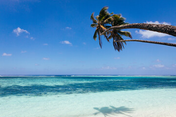 Palm trees reach out over the shores of a tropical island under blue sky
