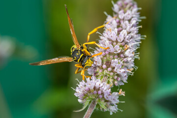 Wasp sitting on purple flowers macro photography on a sunny summer day. Close-up photo of a wasp sitting on a blooming mint flower in the summertime.	
