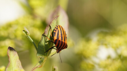 Lined scale Insect perched on leafless plant in close-up view