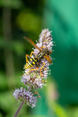 Wasp sitting on purple flowers macro photography on a sunny summer day. Close-up photo of a wasp sitting on a blooming mint flower in the summertime.	
