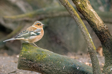 Finch bird sits atop a tree branch