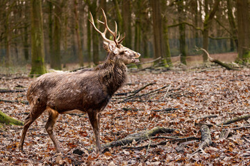 Majestic reindeer buck in a woodland scene