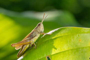 Common field grasshoper sitting on a green leaf macro photography in summertime. Common field grasshopper sitting on a plant in summer day close-up photo. Macro insect on a green background.