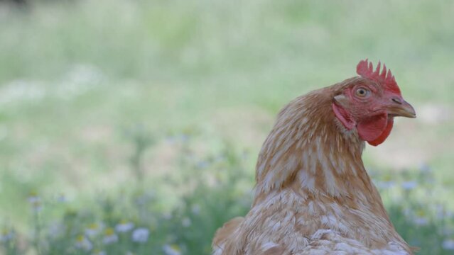 Kurczaki na Wolnym Wybiegu: Zdrowe i Szczęśliwe Życie na Wsi