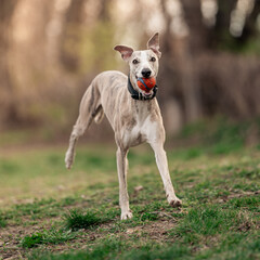 Whippet dog bringing back a ball