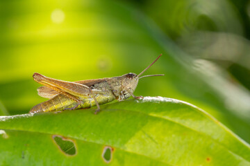 Common field grasshoper sitting on a green leaf macro photography in summertime. Common field grasshopper sitting on a plant in summer day close-up photo. Macro insect on a green background.
