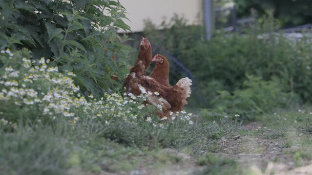 Kurczaki na Wolnym Wybiegu: Zdrowe i Szczęśliwe Życie na Wsi
